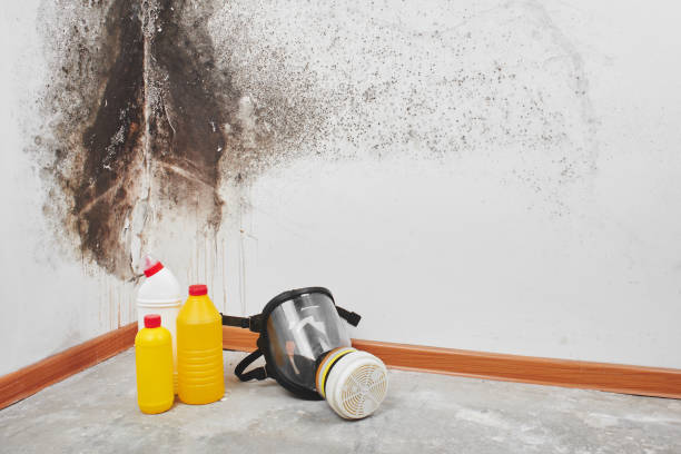 Best Toxic Mold Removal  in North College Hill, OH