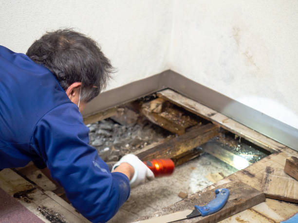 Best Attic Mold Removal  in North College Hill, OH