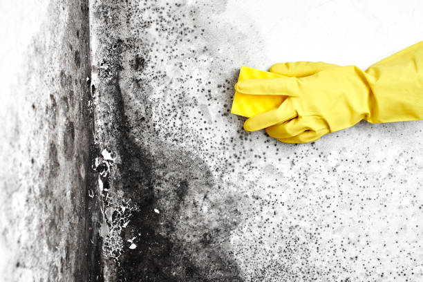 Best Mold Removal Company Near Me  in North College Hill, OH