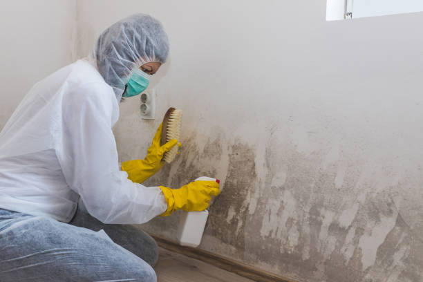 Best Crawl Space Mold Removal  in North College Hill, OH