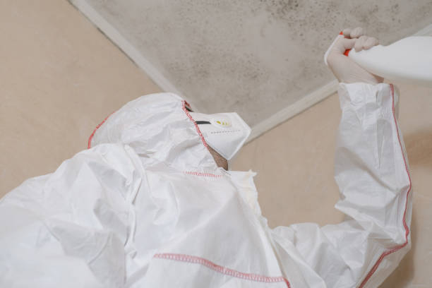 Best Mold Removal Company Near Me  in North College Hill, OH