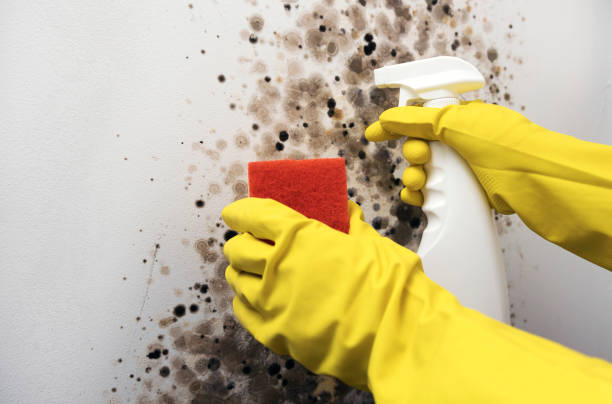 Best Local Mold Removal Service  in North College Hill, OH