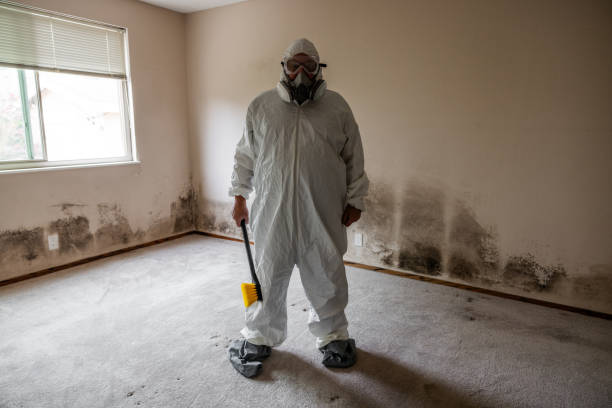 Best Mold Damage Repair  in North College Hill, OH