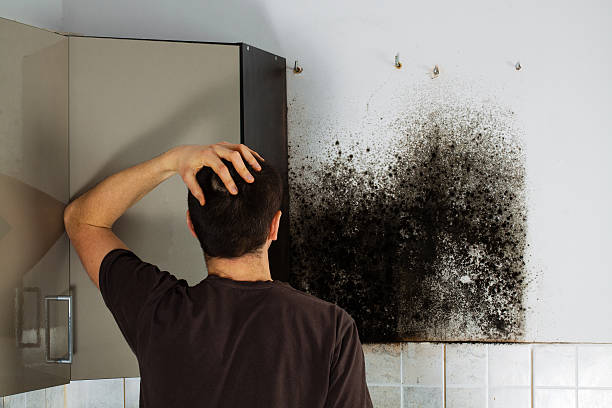 Best Mold Damage Repair  in North College Hill, OH